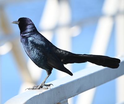 Male Boat-tailed Grackle