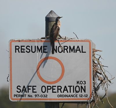 Double-crested Cormorant
At a nest on a sign in the water