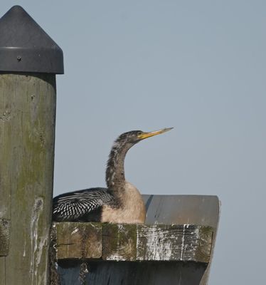 Anhinga 
On another sign in the water