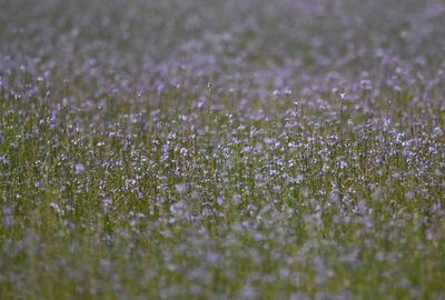 Field of lavender-colored wildflowers along Joe Overstreet Road