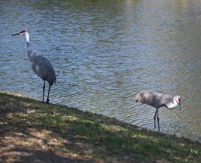 Sandhill Cranes at a park pond in St Cloud