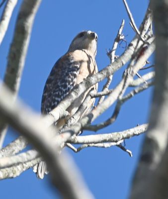 After a nice lunch at Rodeo Diner in St Cloud with Jan's cousin Mitzi, we drove to Mead Botanical Gardens in Orlando. I heard this male Red-shouldered Hawk calling from a tree above me.