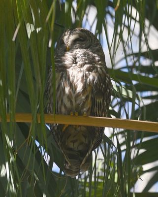 One of the reasons we went to the botanical gardens was to see this reported Barred Owl.