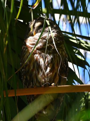 The Barred Owl was resting in the shade of the palm tree.