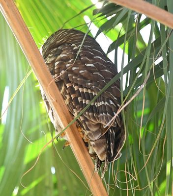 Back view of the Barred Owl