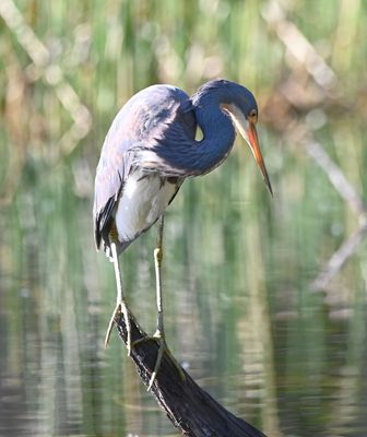 We decided to check back on the owl later and went in search of other birds, like this Tricolored Heron, sitting on a snag over a pond.
