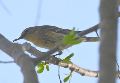 Myrtle Yellow-rumped Warbler
with a caterpillar