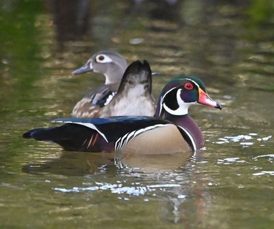 Female (background) and male (foreground) Wood Ducks
Jan had said Wood Ducks had been seen at the botanical gardens and we finally found a pair late in the day.