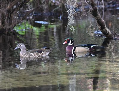 Female and male Wood Ducks