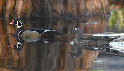 Male and female Wood Ducks