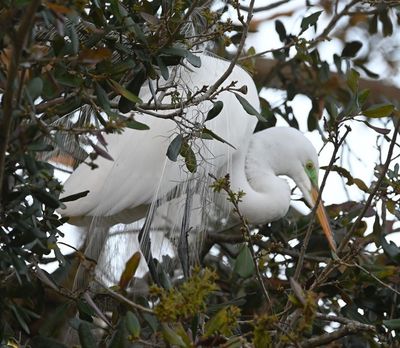 A pair of Great Egrets nesting