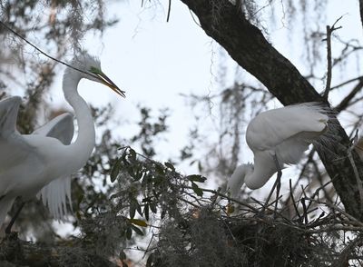 Great Egret bringing another stick for the construction as its mate arranges the nest