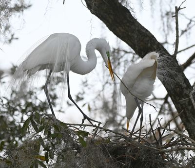 Nest-building Great Egrets
