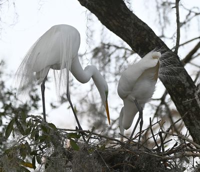 Great Egrets at their nest