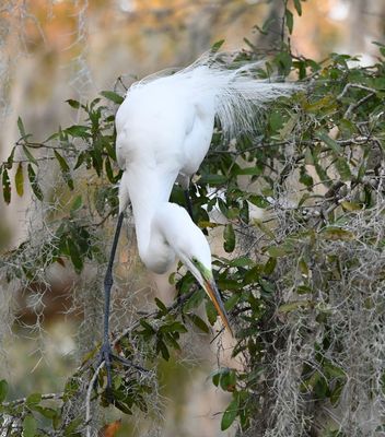 This Great Egret was going to great lengths to choose the right moss for its nest.