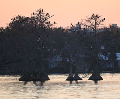 Cormorants and ibis roosting in cypress trees in the lake at sunset. The shadows of the trees made them look like they were standing up out of the water.