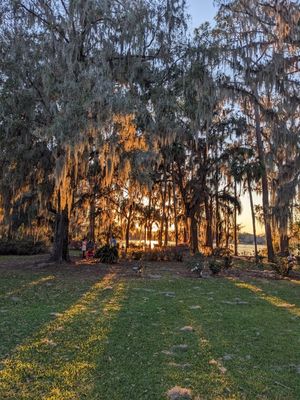 Late day light on the trees with Spanish moss at the Kraft Azalea Gardens