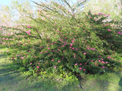 Then Mary got lost in a pictorial meditation on this Stickpea bush (Genus Calliandra).