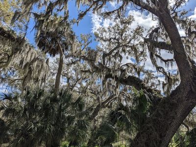 Spanish Moss in the trees