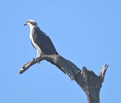 Osprey 
On a snag at the edge of the lake