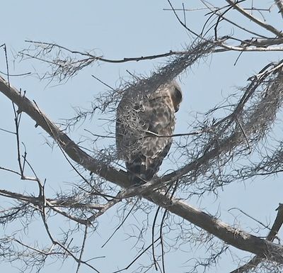 Red-shouldered Hawk