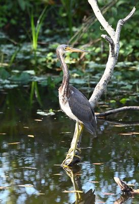 Tricolored Heron
In one of the canals on either side of the trail