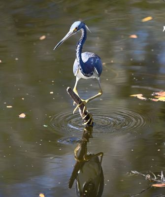 Tricolored Heron
With an awkward hold on a snag in the water
