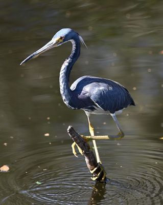 Tricolored Heron
After he adjusted his hold on his perch