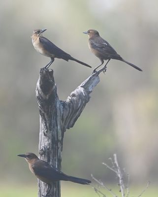 Female Boat-tail Grackles
