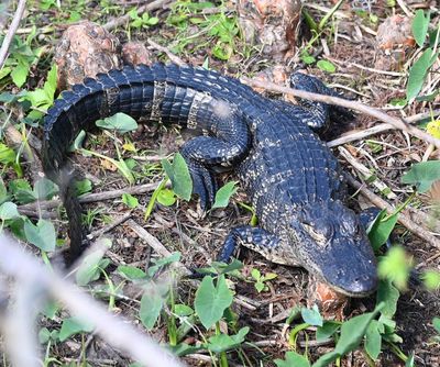 American Alligator
Resting its chin on a cypress knee