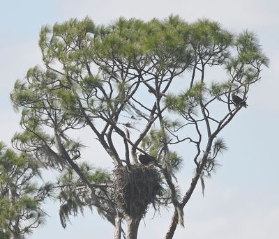 A pair of Bald Eagles at a nest across the lake