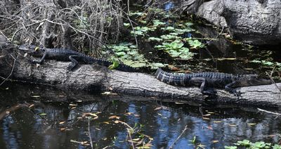 A pair of alligators sunning on a log tail to tail