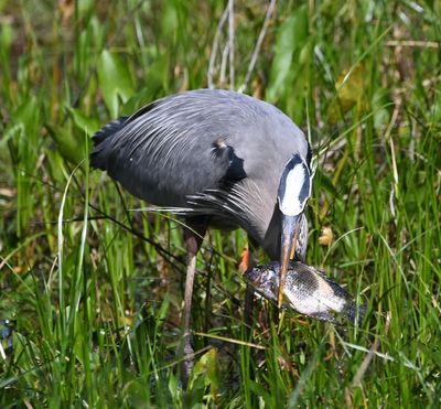 This Great Blue Heron caught a fish in the shallow marsh.