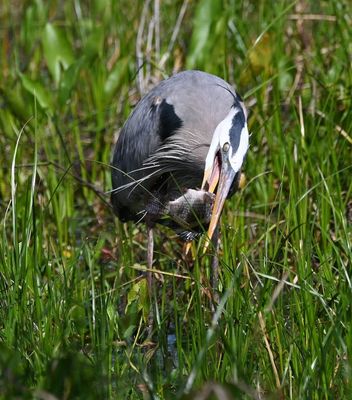 Great Blue Heron
With a fish