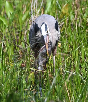 Great Blue Heron
Orienting its catch to swallow