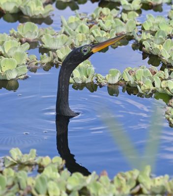 Anhinga
It's called a 'snake bird' because of its habit of just sticking its snake-like neck out of the water, leaving its body submerged.