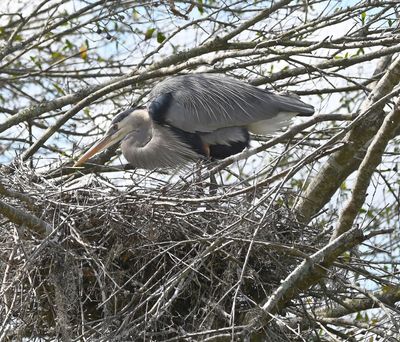 Great Blue Heron
On a nest