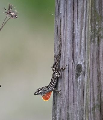Brown Anole
Displaying its 'dewlap' on a post at the crossroads, going back to the parking lot.
