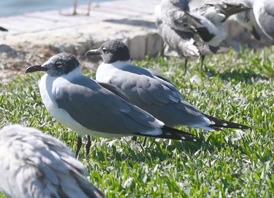 Immature and adult Laughing Gulls