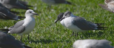 Laughing Gulls