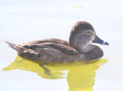 Another female Ring-necked Duck
