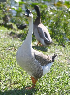 Graylag Goose