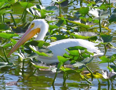Pelican among the water lilies