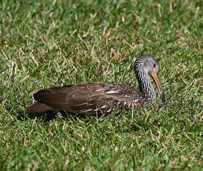 Limpkin
Lying in the grass