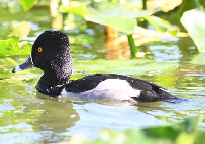 Male Ring-necked Duck