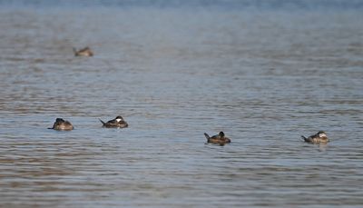 We drove around to the other side of the lake and spotted several Ruddy Ducks out in the water.