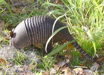 Nine-banded Armadillo
There were 6-8 of them on the grounds in the evening.