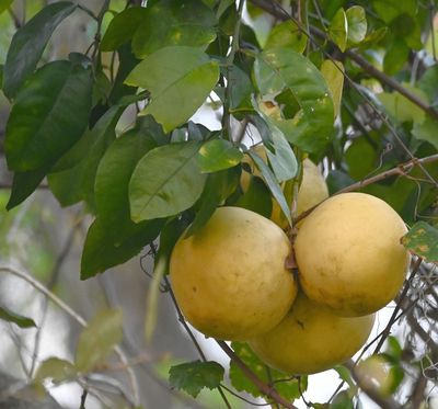 iNaturalist said these were grapefruits.