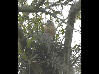 We had heard and seen a Red-shouldered Hawk in Jan's neighborhood earlier in the week and got a photo this morning. It was in a tree over the water retention area across the street and looked to be on a nest.