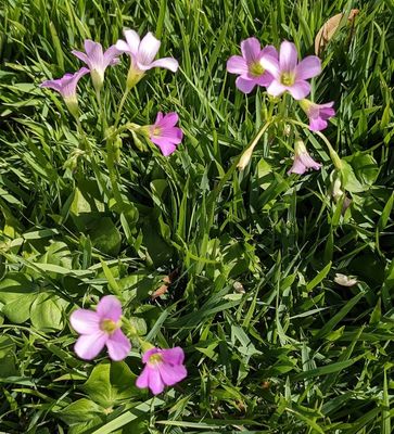 Some pink flowers coming up in the front yard grass
Largeflower Pink-Sorrel (Oxalis debilis), according to iNaturalist